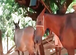 Stallion sexing up a horny-ass mare right here