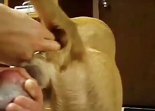 Wonderful pup is really enjoying it (zoo XXX)