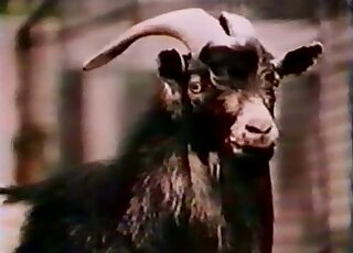 Intense zoophilic gape scene with a sexy goat