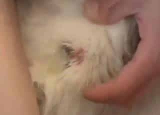 Bestiality porn showing him fucking a sexy mutt