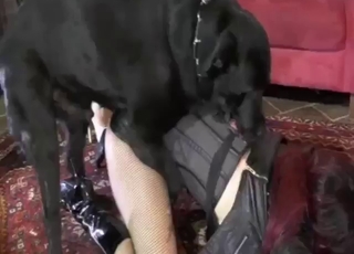 Zoophile dog-fucking duo enjoying that knot