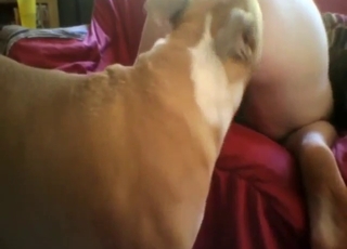 Sexy dog seems overstuffed before crazy oral