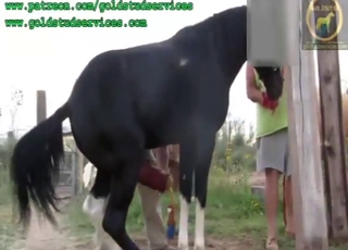 Zoophile just cannot wait to fuck the stallion