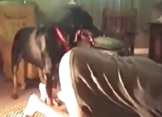 Rottie zoo sex scene with close-ups and more