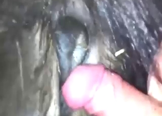 Good-looking sex scene with a stallion cumming