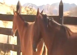 Stallion sexiness with two beasts banging hard