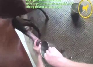 Heavy and hot stallion cock tease in POV