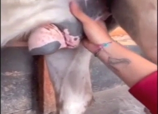 Horse is going to get a nice, quick handjob