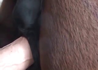 Banging a stallion with a massive dildo