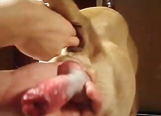 Anal fucking with a really dirty dog