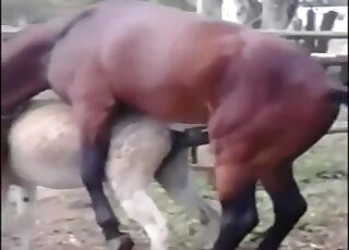 Cute stallion screwed a passionate horse from behind